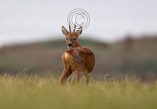 Roe Deer Buck DM1114